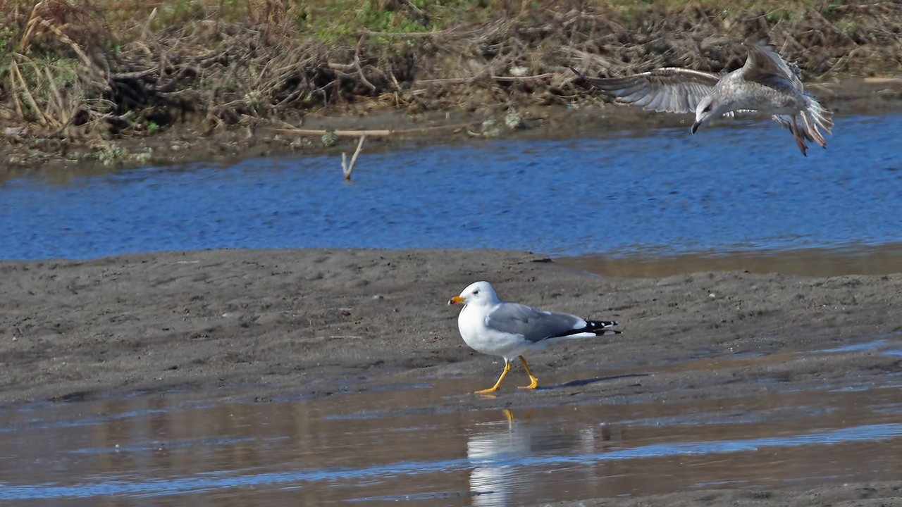 Armenian Gull